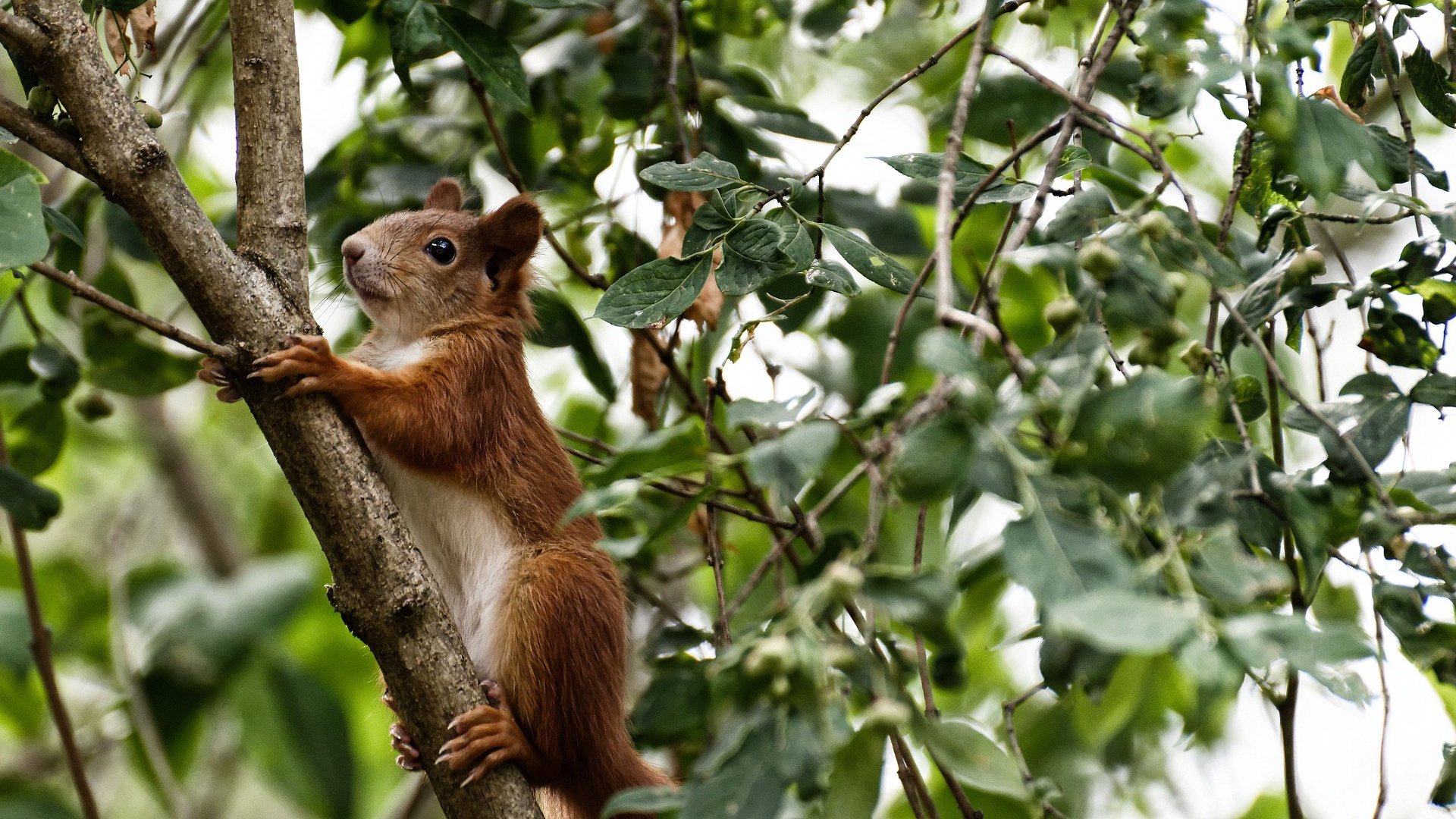 孤星闪耀，班凯罗压哨绝杀助独行侠险胜篮网，年度焦点战诞生新王
