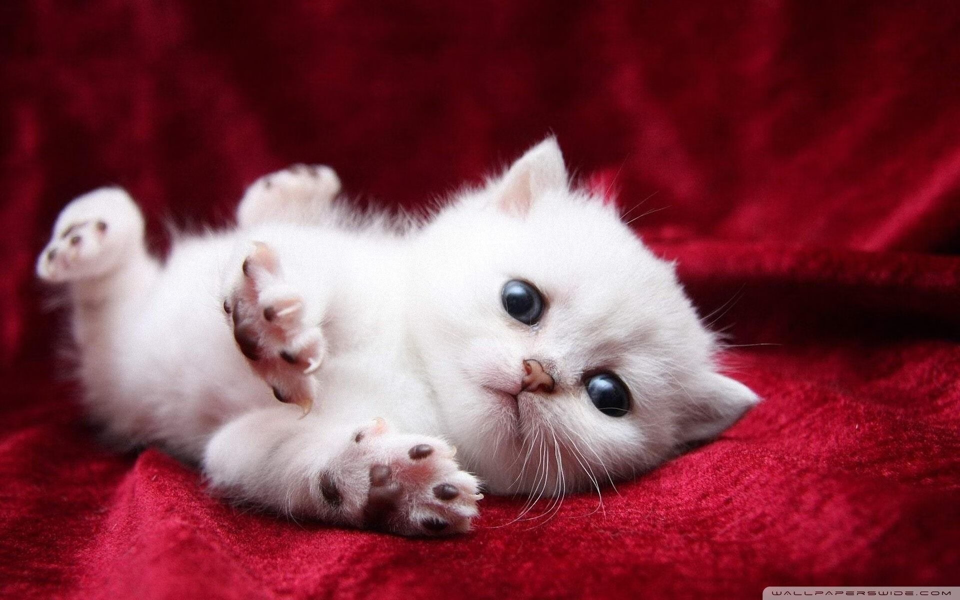 斯坦福桥最后一舞，退役凯恩压哨绝杀，蓝色叹息中见证永恒