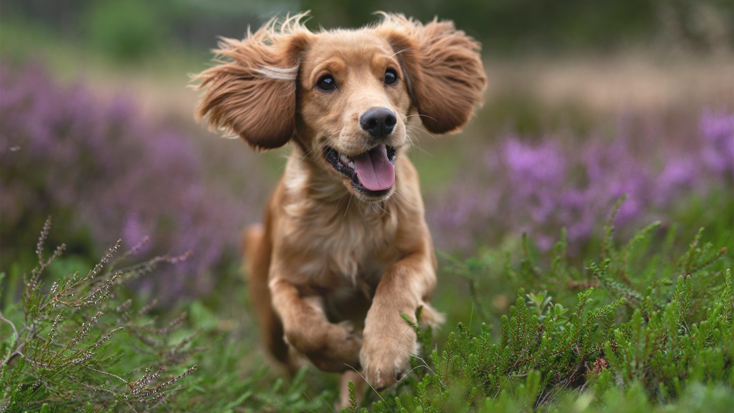 太原奇迹,欧文隔空指导,山西队远射绝杀鹈鹕