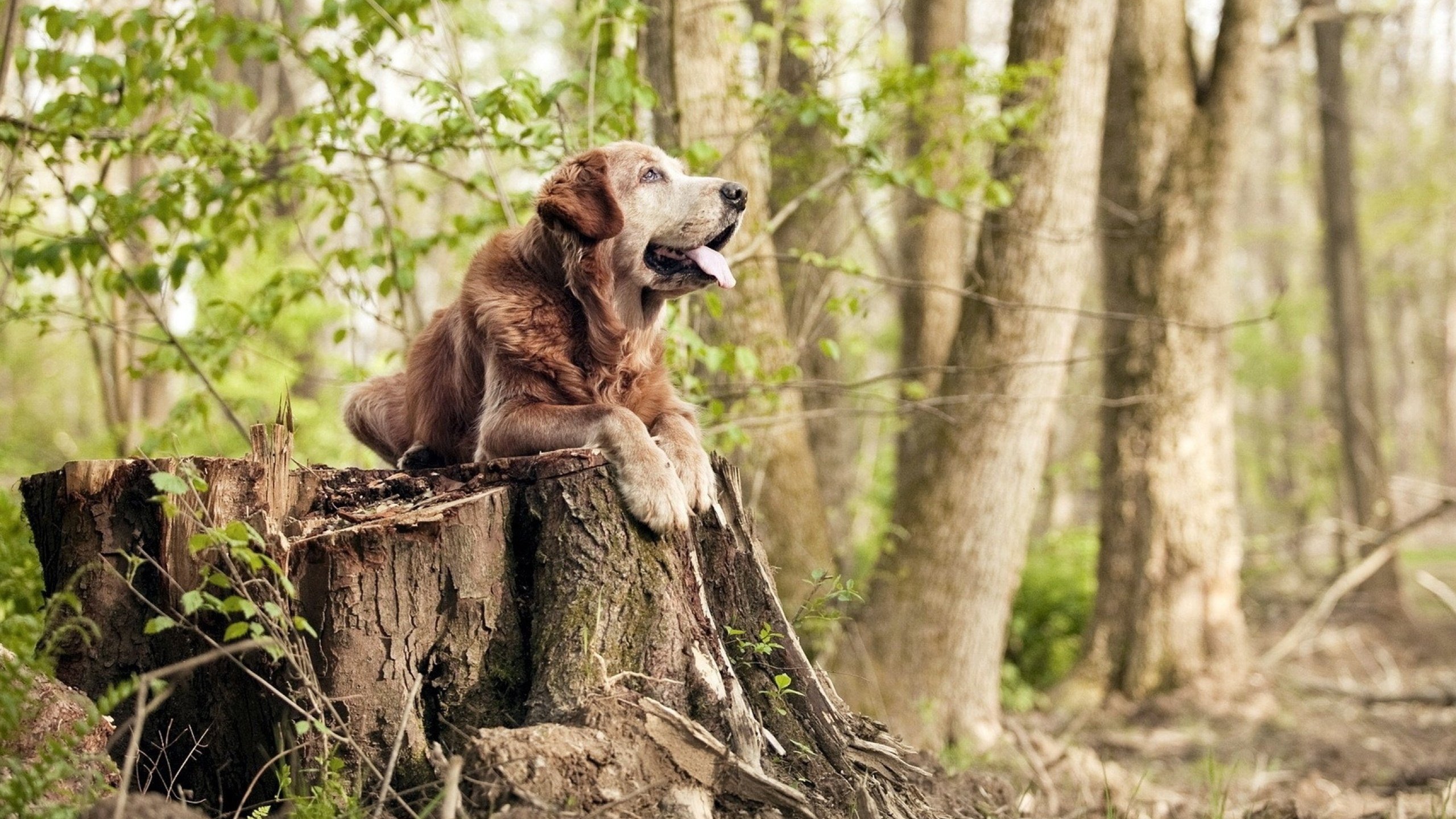 数据唯一,当绿军横扫晋级遇见马克西抢七50+