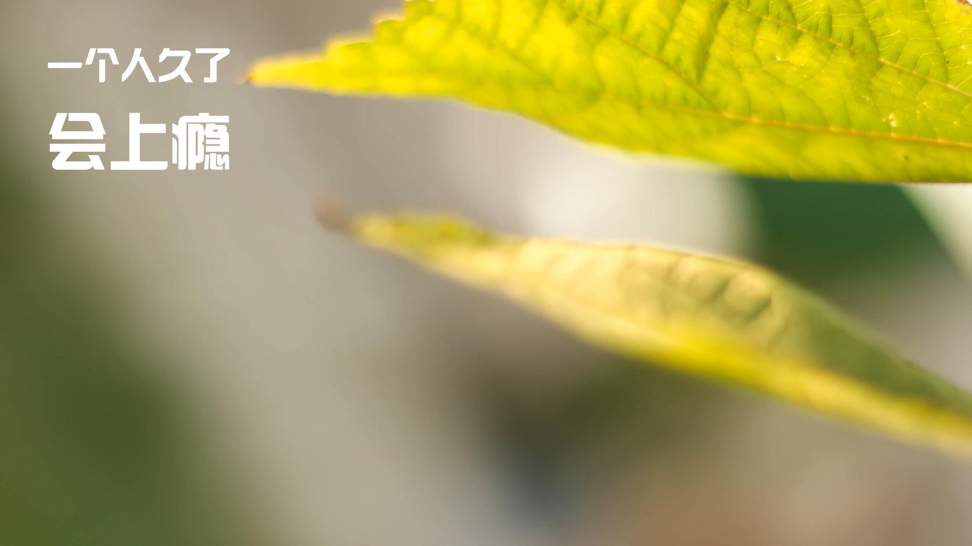 火力网与巨兽觉醒，当团队压制遭遇单点碾压