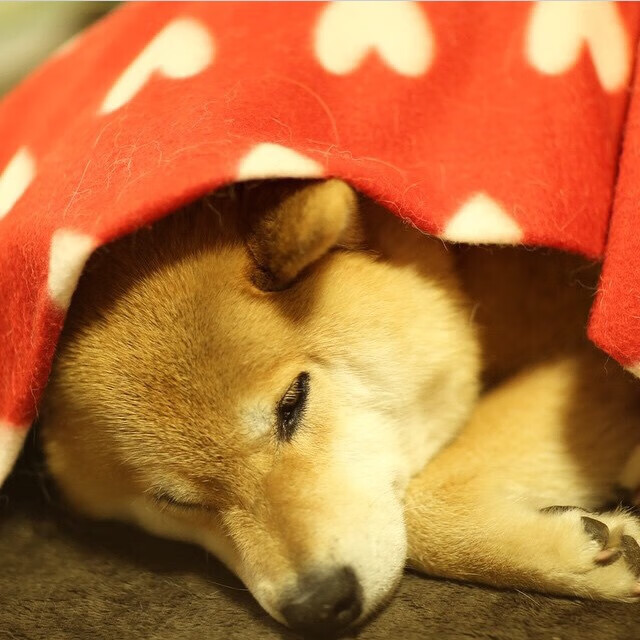 西非铁骑踏碎东亚列岛，友谊赛曝冷背后的足球哲学革命