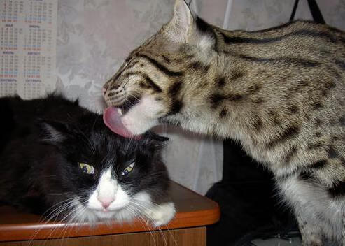 撕裂暮光，印城新刃刺穿雄鹿铁幕