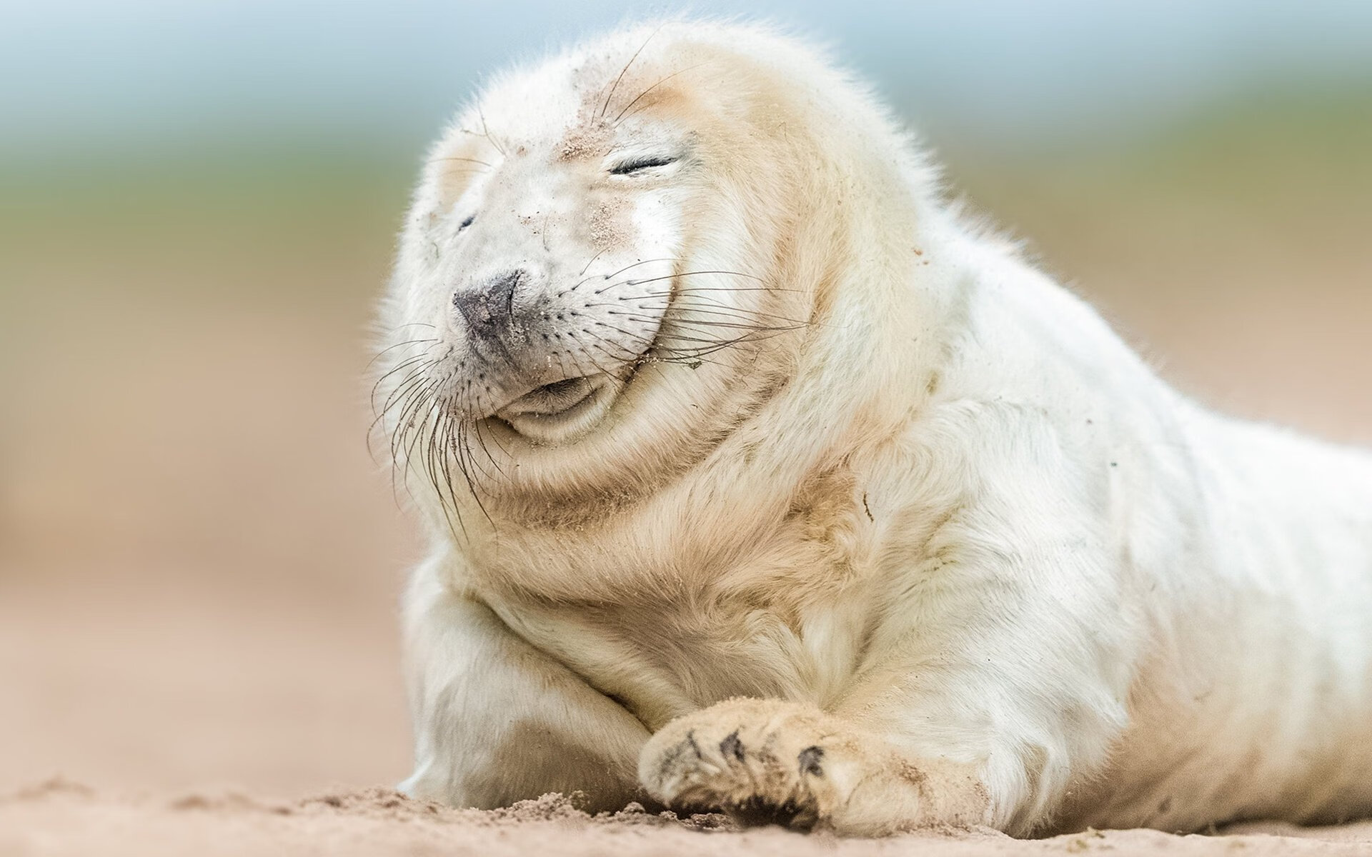 绿茵上的狂想曲，当爱尔兰强压撞上格鲁吉亚的爆裂音符