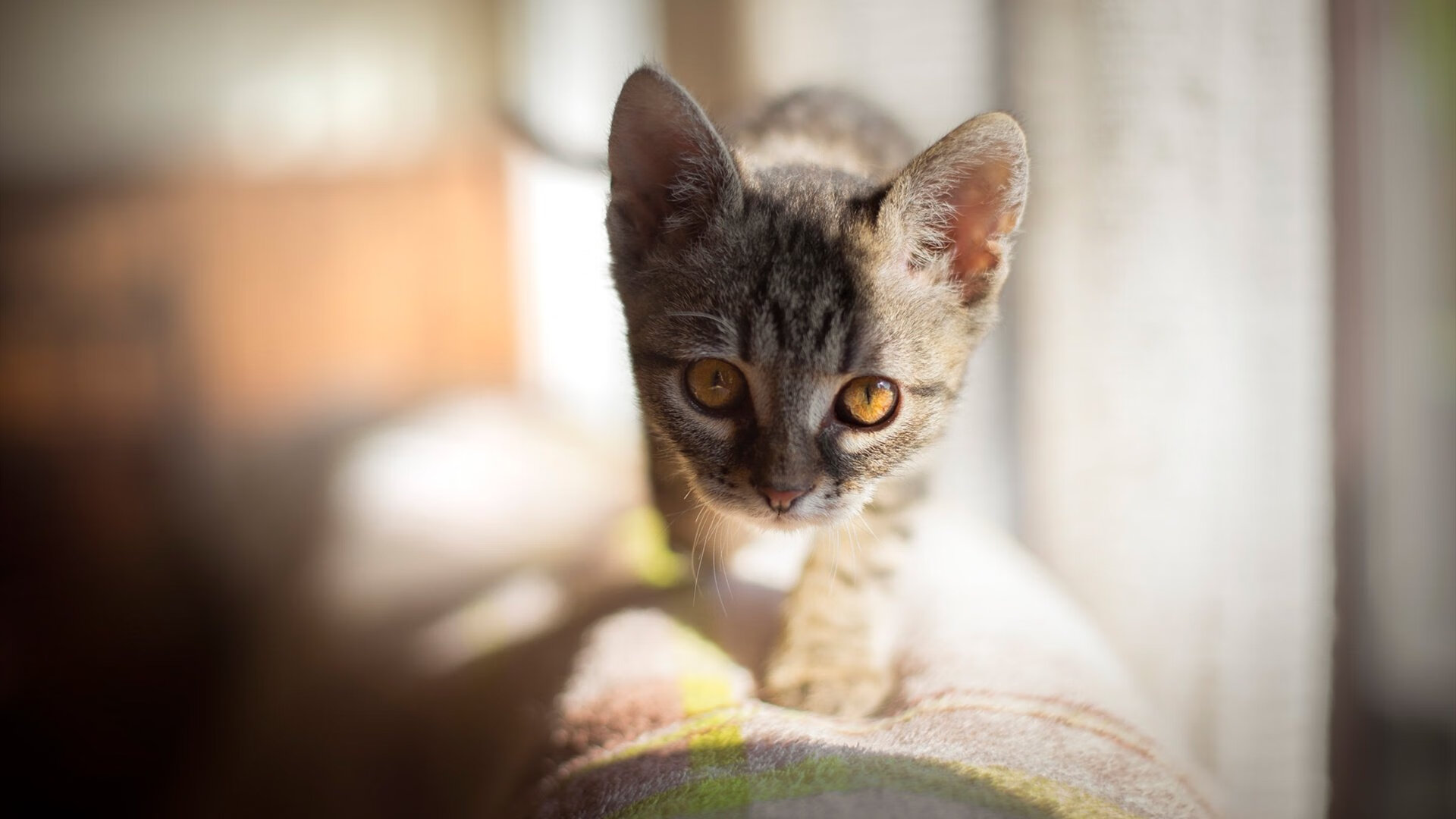 开云体育APP下载-风雪中的唯一闪电，拉梅洛用巨星价值为雷霆刻下压制定义