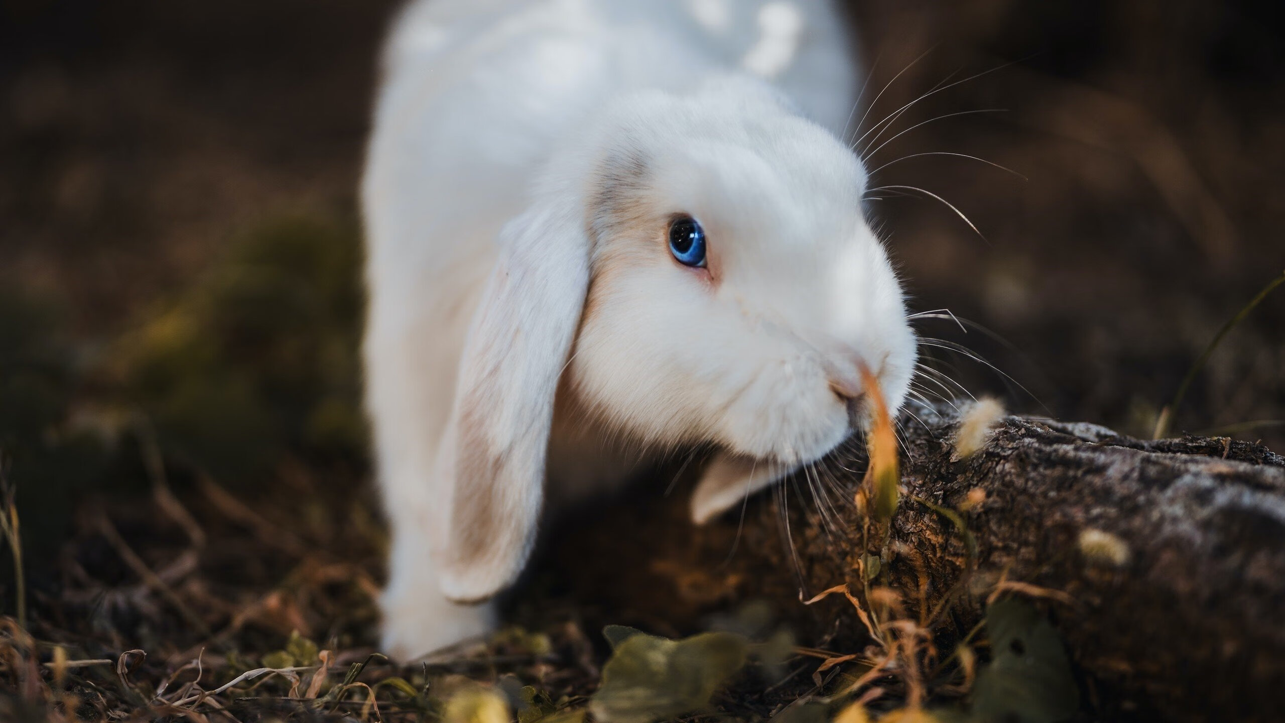两场战争，一种疯狂，当国家德比的血管里流淌着希腊怪兽的血液