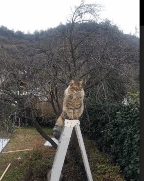 跨界统治，火箭战术升空击溃浙江，约基奇在F1巴林站上演赛道接管