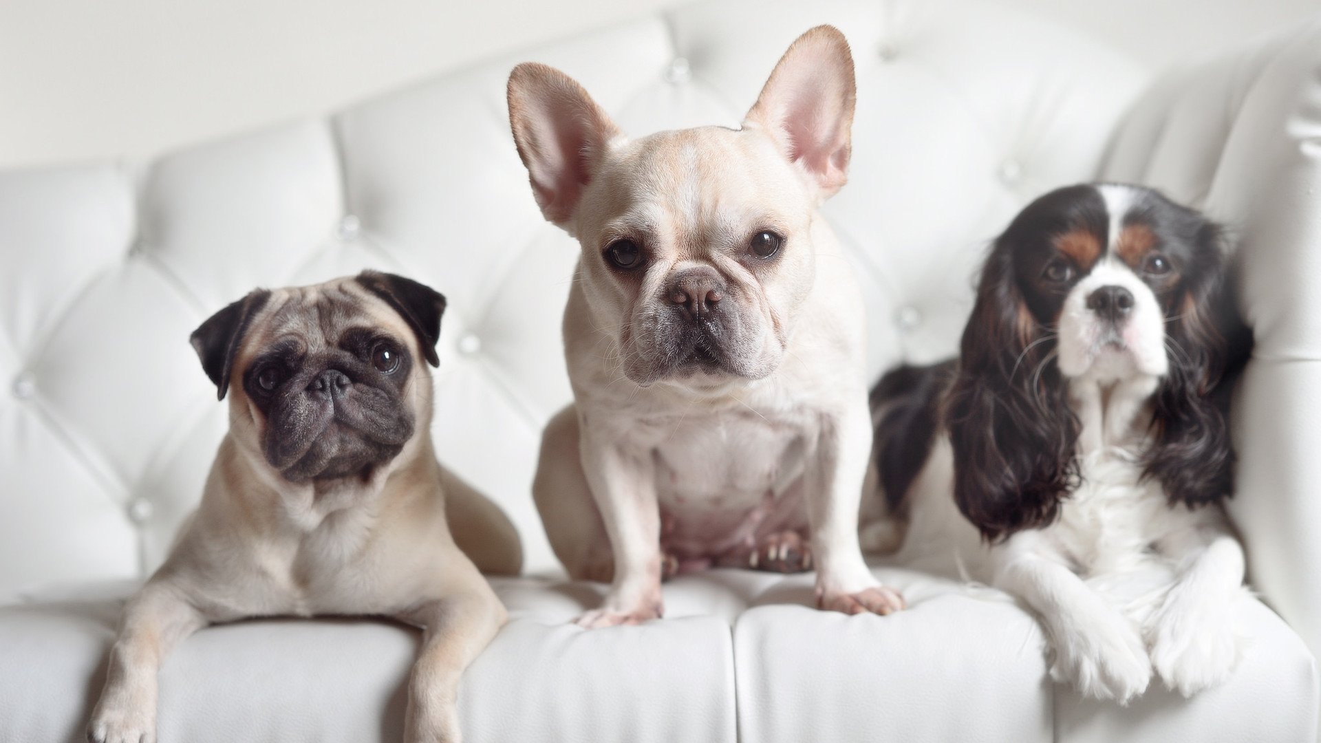 开云体育官网-北京式防守哲学终极解密，武切维奇如何像掘金拆解湖人一样，在奥运生死战接管比赛？