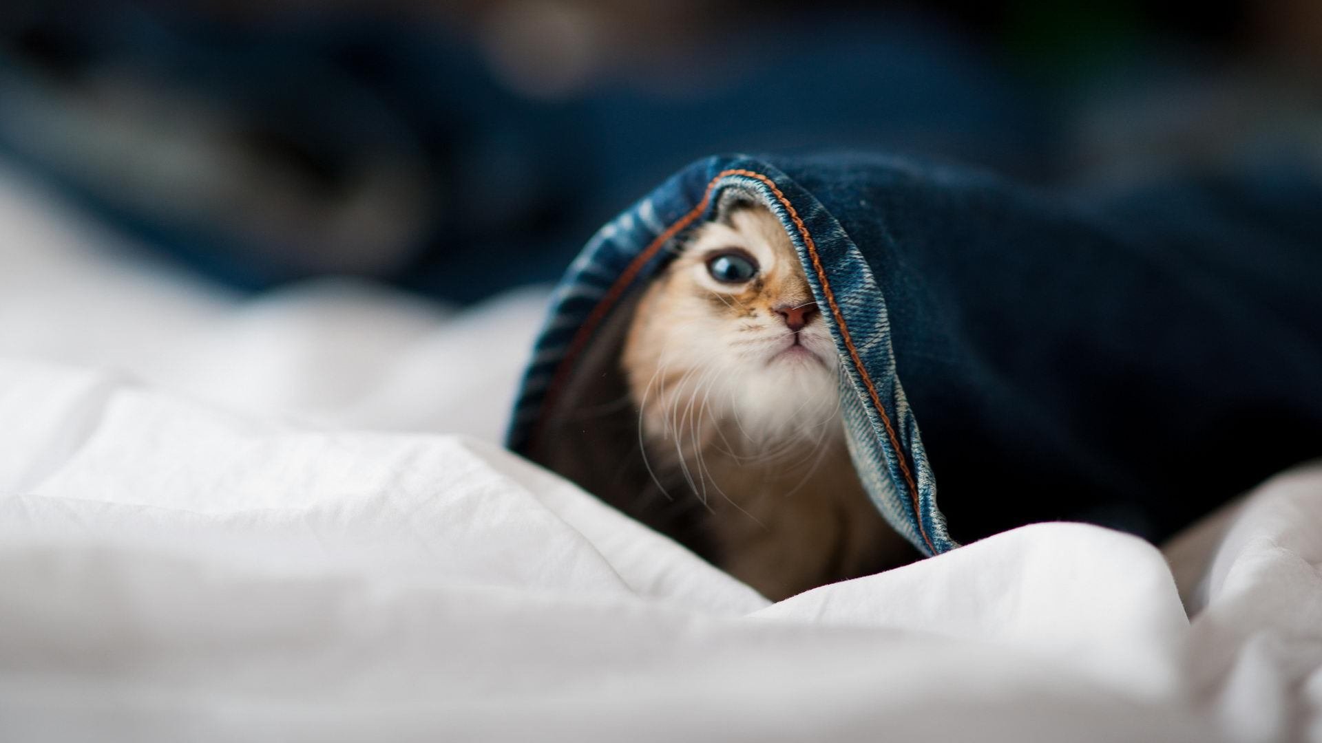 开云体育入口-从都灵到北美，爱德华多·门迪的双重救赎