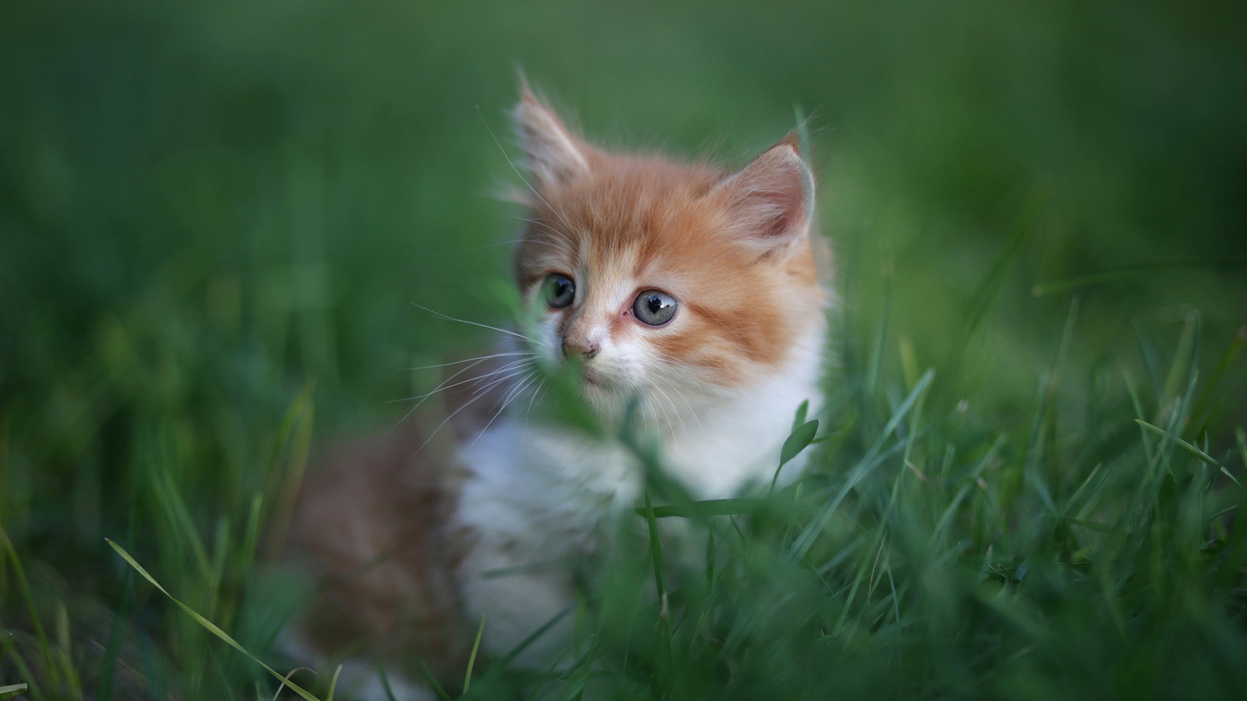 唯一的猎手，当努涅斯在G组的混沌中，为奥地利刻下不朽的印记