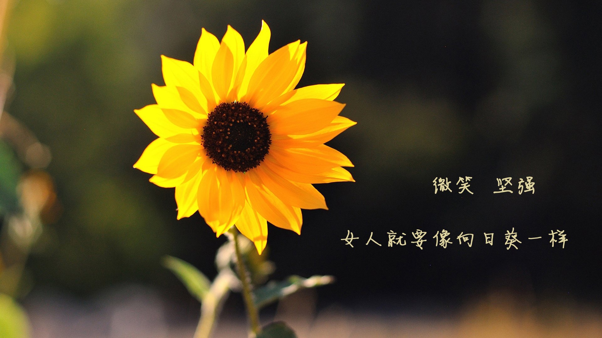 沙漠奇迹!伊拉克3-0完胜西班牙,归化巨星加维两传一射领跑F组